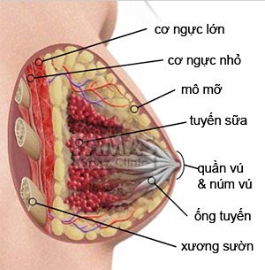kham pha su ky dieu cua viec san xuat sua me